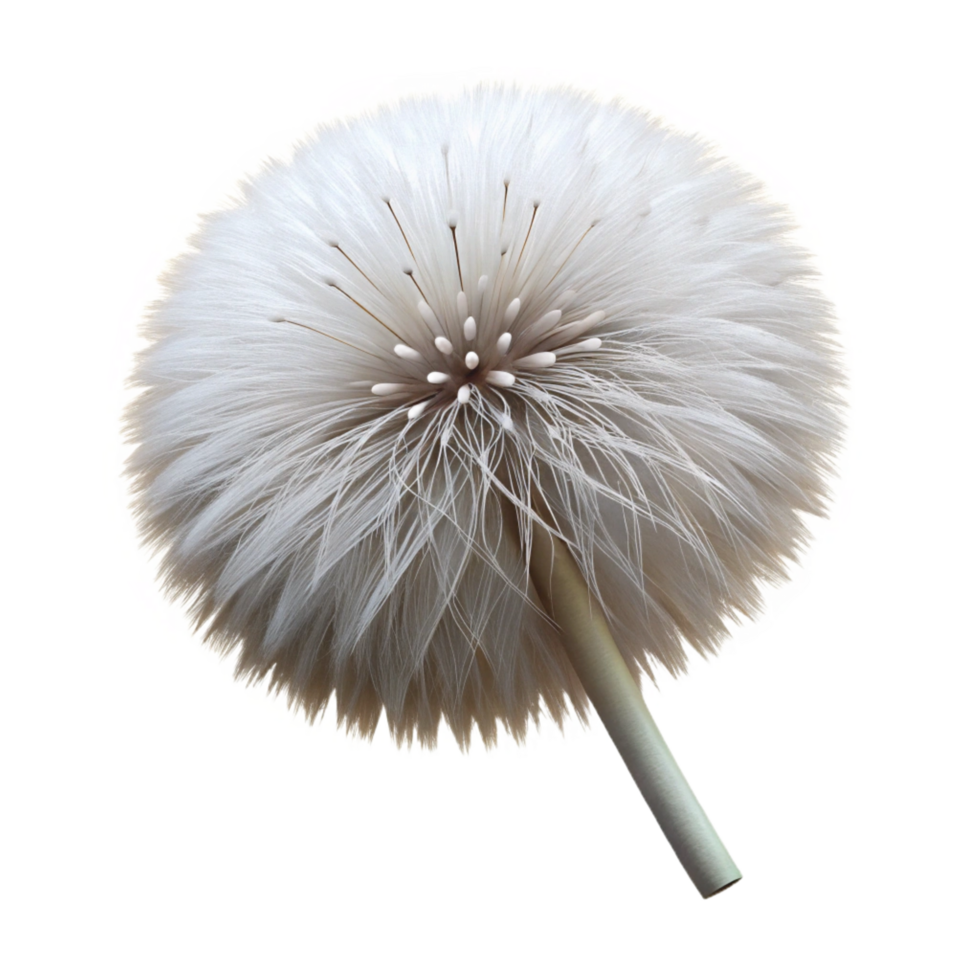 dramatic traditional White fluffy dandelion seedhead 4K png