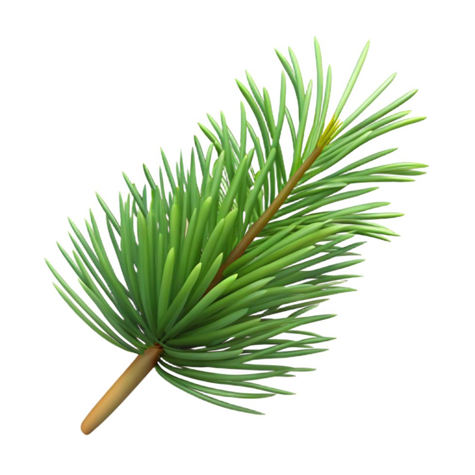 wonderful traditional Pine needle, single original png