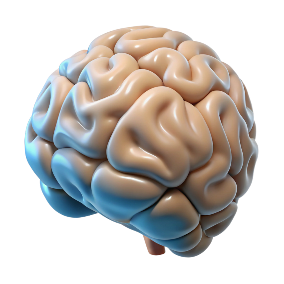 wonderful rustic A brain, human anatomy, genuine png
