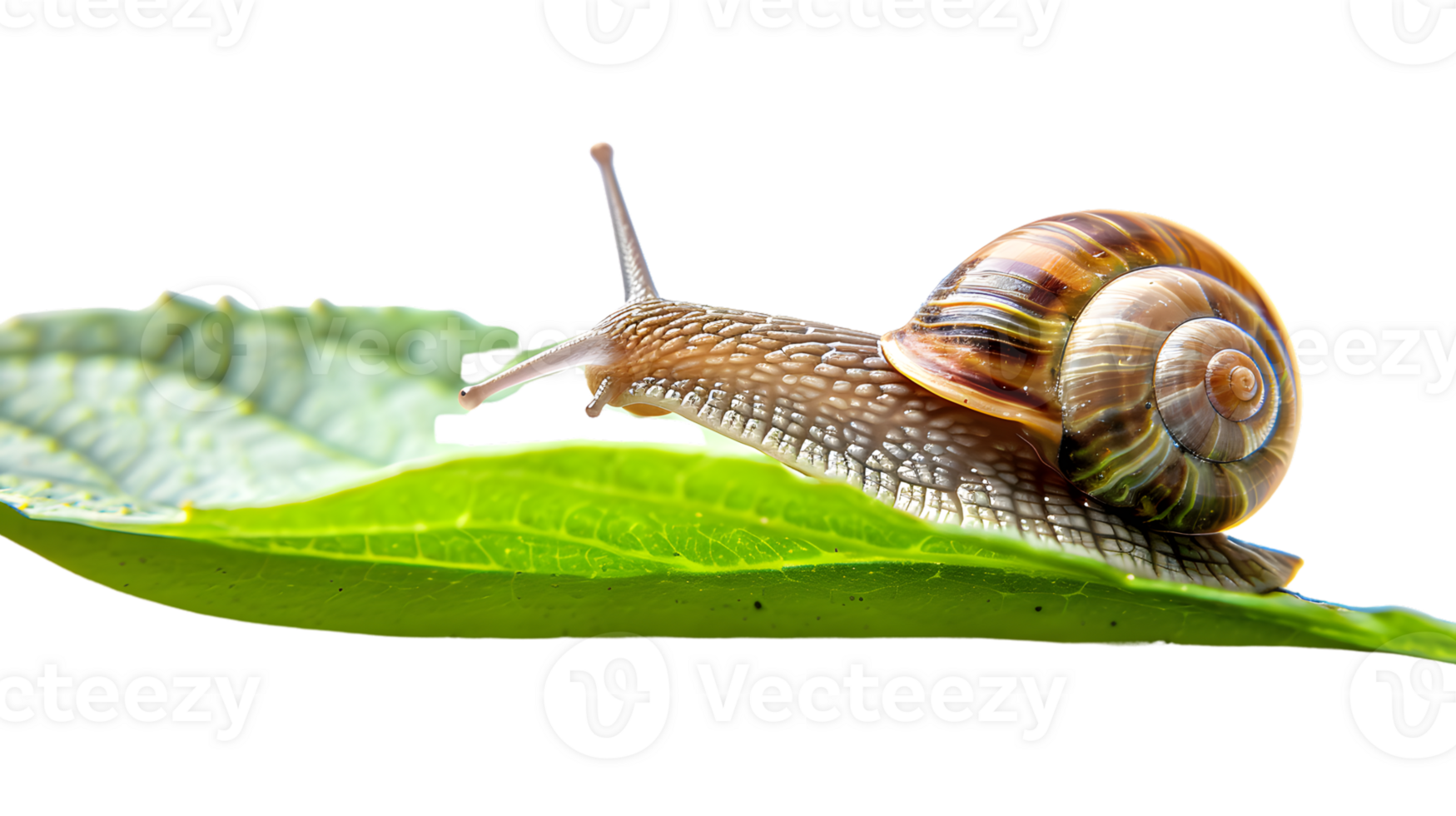 Garden Snail Crawling on Vibrant Green Leaf Detailed CloseUp of Shell and Tentacles for Natur png
