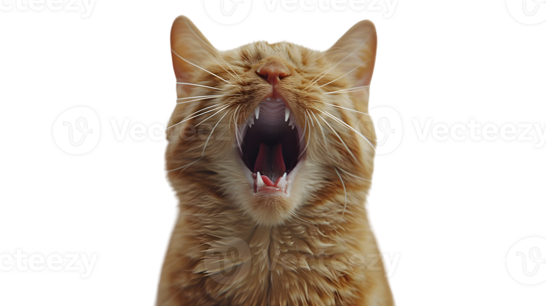 Yawning Ginger Cat with Expressive Features for Pet Animal and Nature Themes png