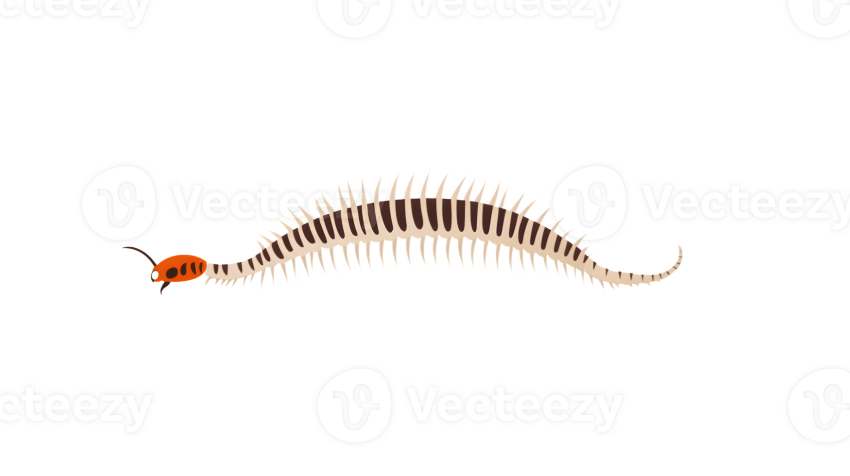 A detailed illustration of a segmented creature with striped body and numerous legs ideal for png