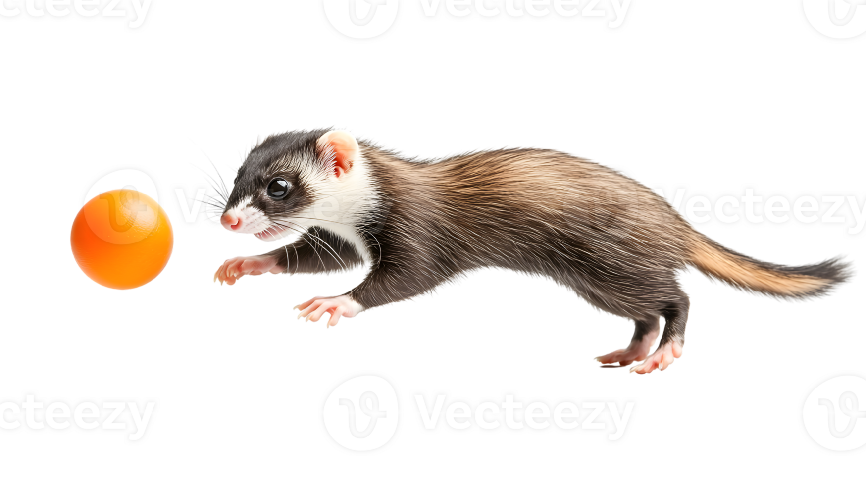 A playful mammal leaping towards an orange ball png