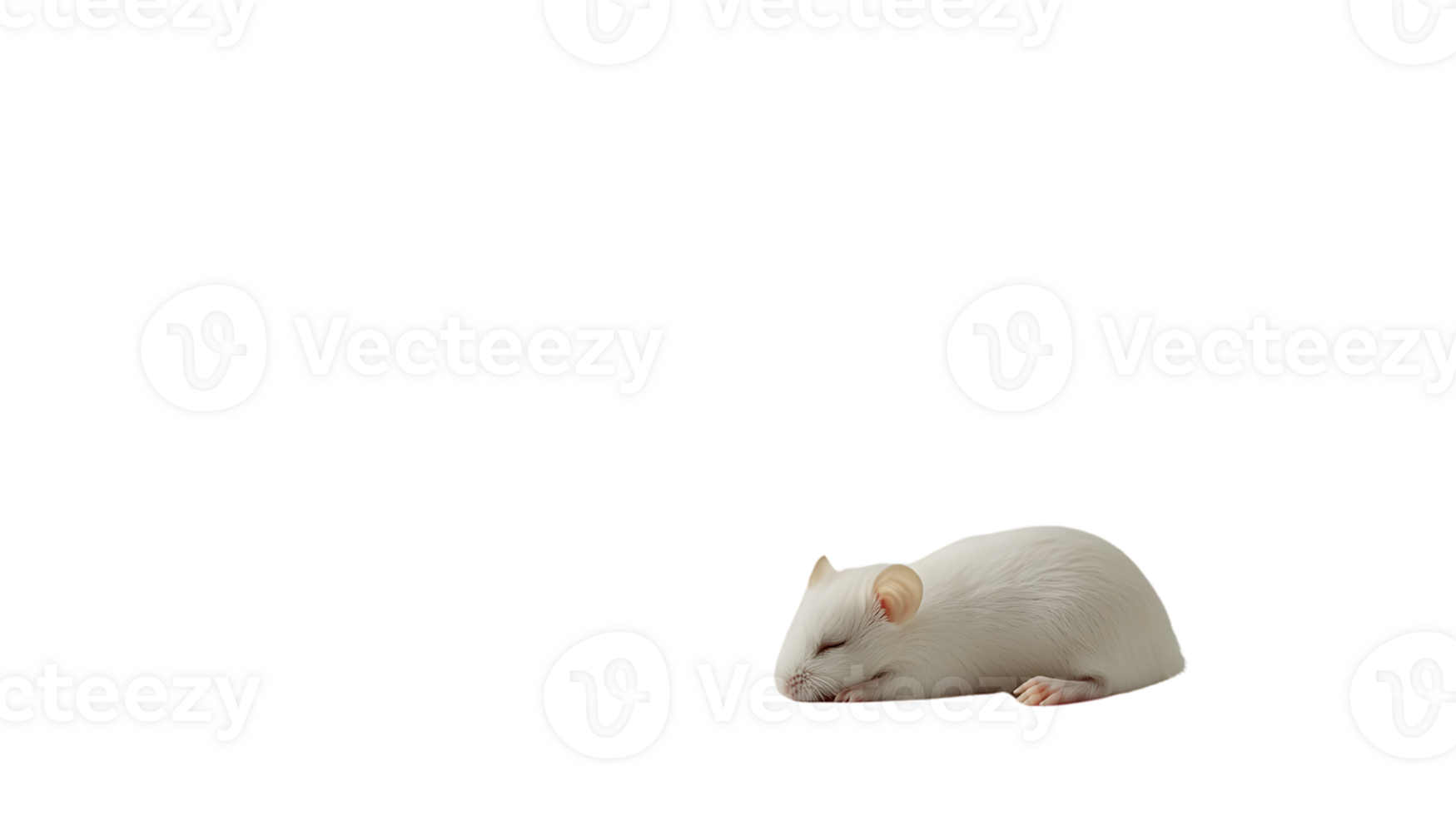 A serene white rodent curled up in a peaceful slumber ideal for themes of rest tranquility a png