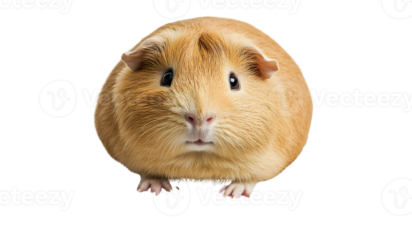 Adorable Fluffy Rodent with Soft Fur and Expressive Eyes Perfect for Pet Lovers and Nature Ent png