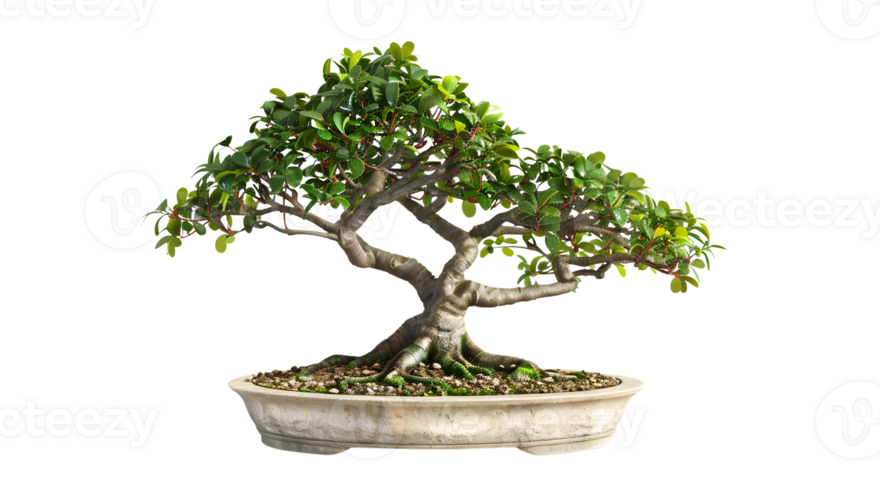 A meticulously crafted miniature tree in a shallow container showcasing lush green foliage and png