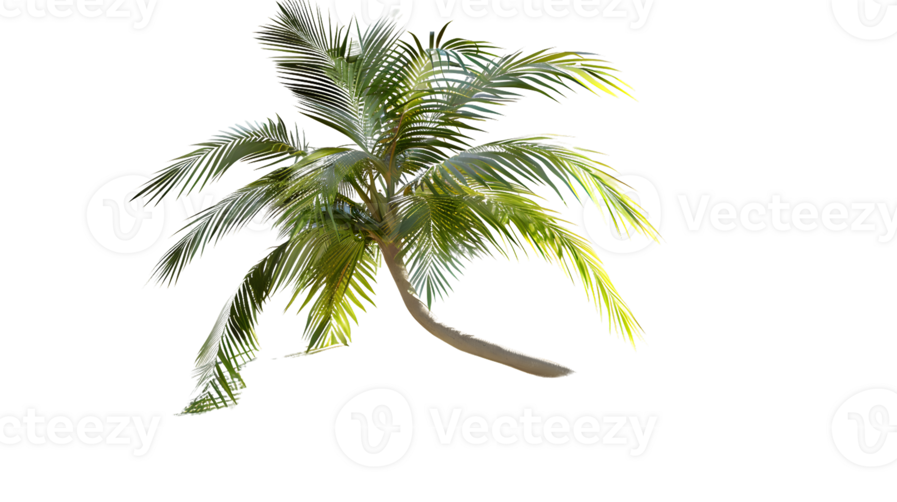 A lush tropical palm tree with vibrant green leaves perfect for nature and travel themes png