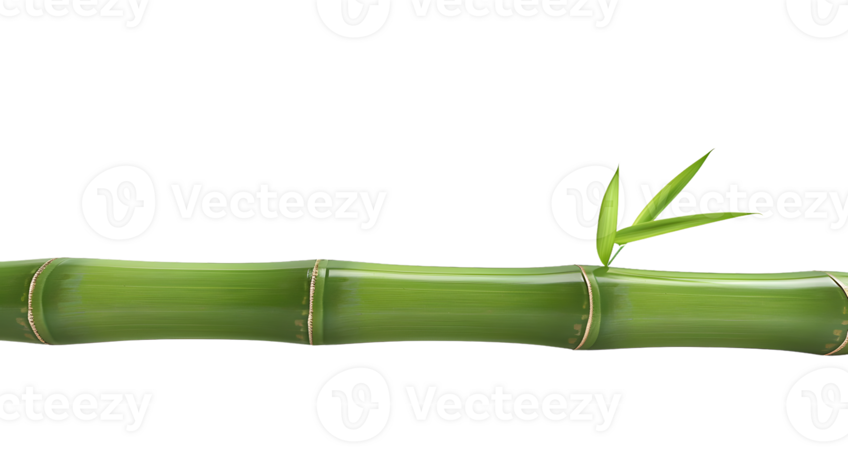 A vibrant green bamboo stem with fresh leaves ideal for nature and botanical designs png