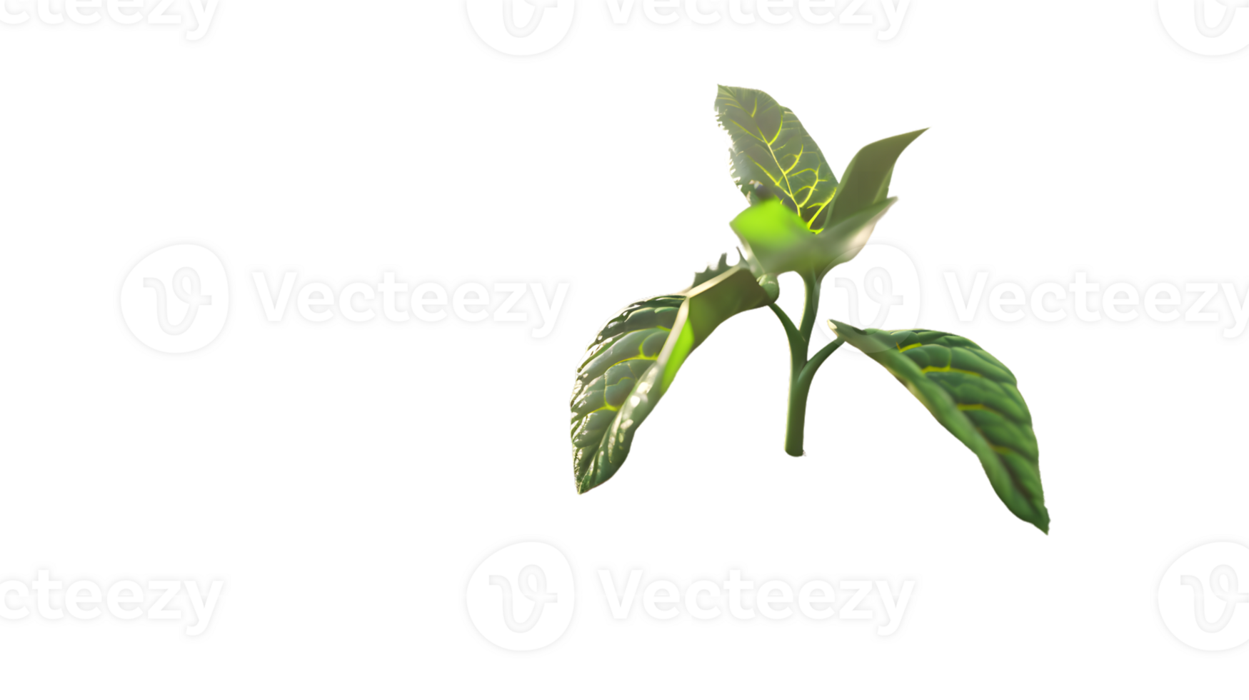 A vibrant green plant with detailed leaves ideal for nature and botanical designs png