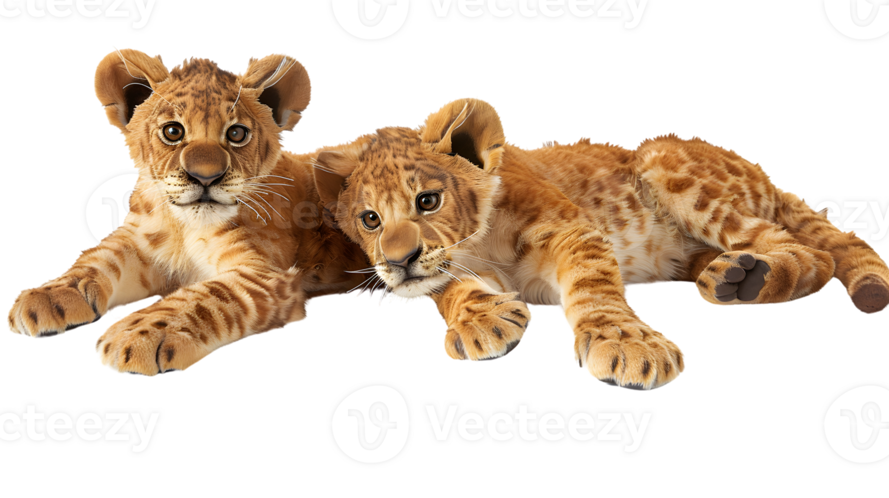 Adorable Lion Cubs Resting Together Wildlife Photography HighQuality Animal Image for Nature png