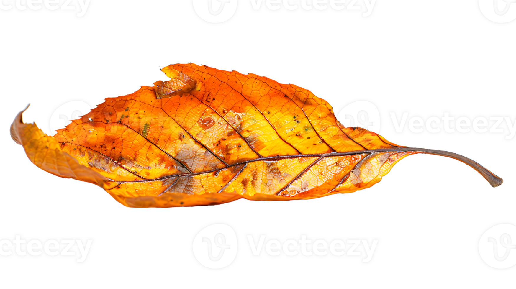 Autumn Leaf with Intricate Veins and Warm Colors on a Black Background png