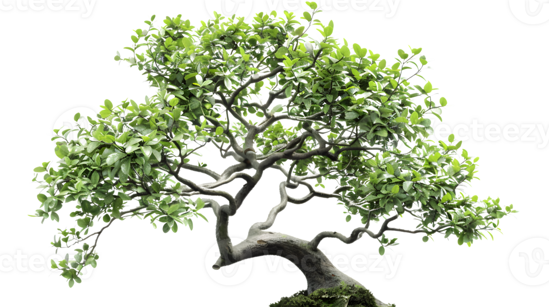 Bonsai Tree Green Leaves Asian Plant Nature Photography Decorative Plant Ornamental Tree png