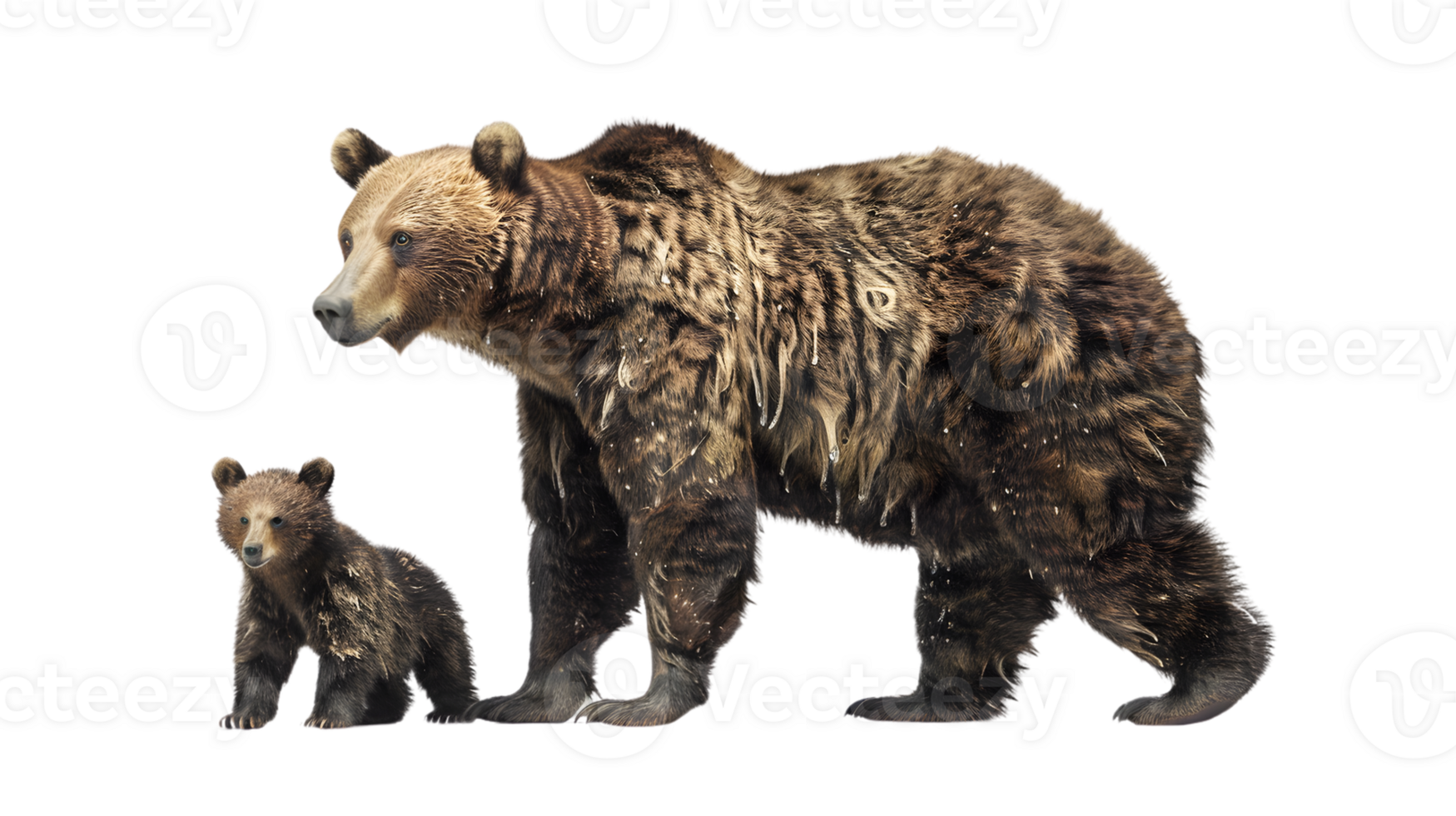 Brown Bear and Cub on Black Background Wildlife Photography png