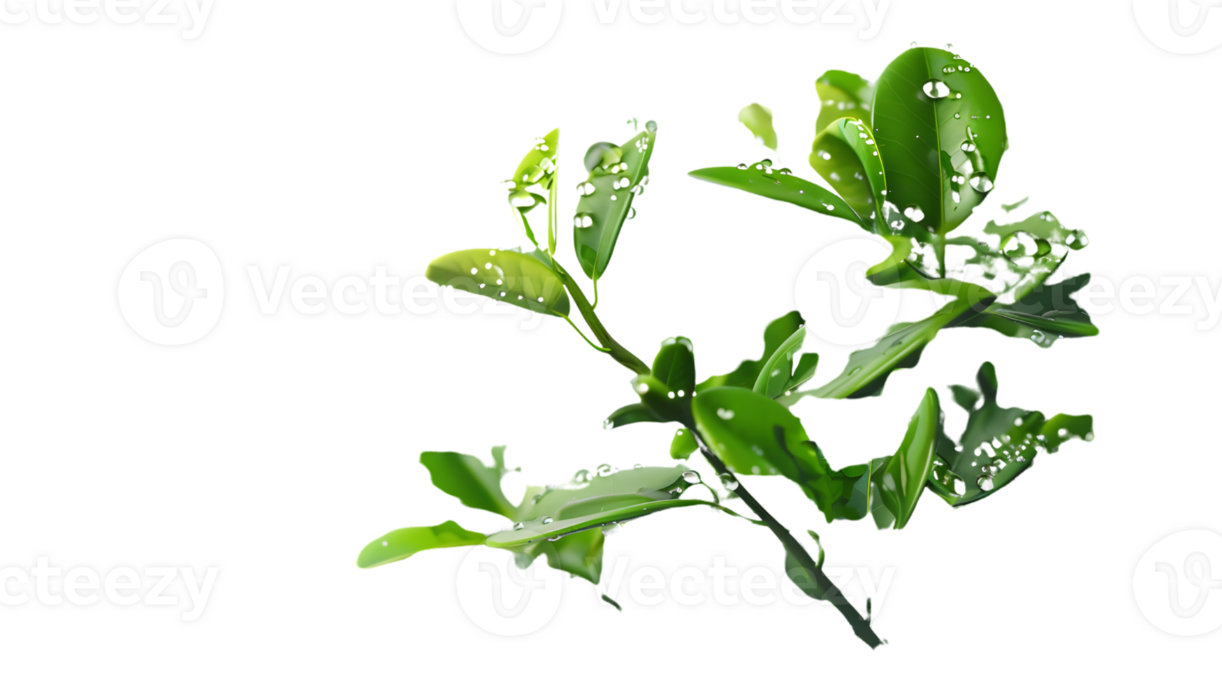 Damaged Green Leaves with Water Droplets on Transparent Background png