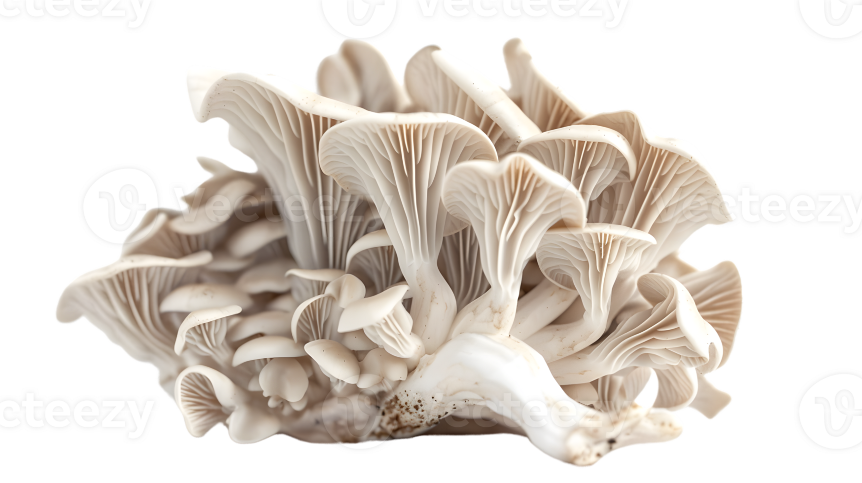 Delicate White Fungi Cluster with Intricate Gills and Stems Ideal for Culinary Botanical and png