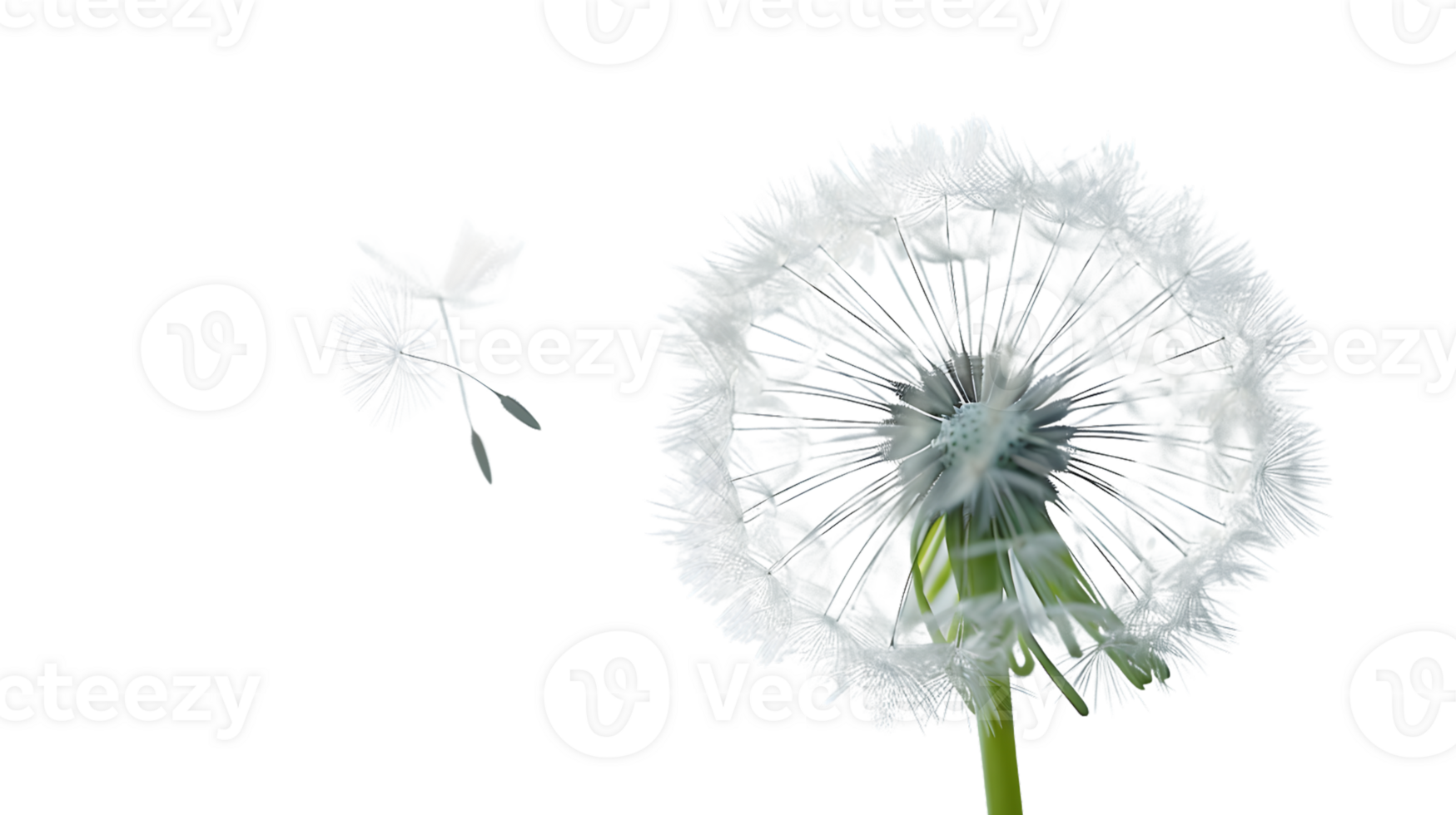 Delicate White Seed Head and Petals on a Dark Background Nature Photography Botanical Illustr png