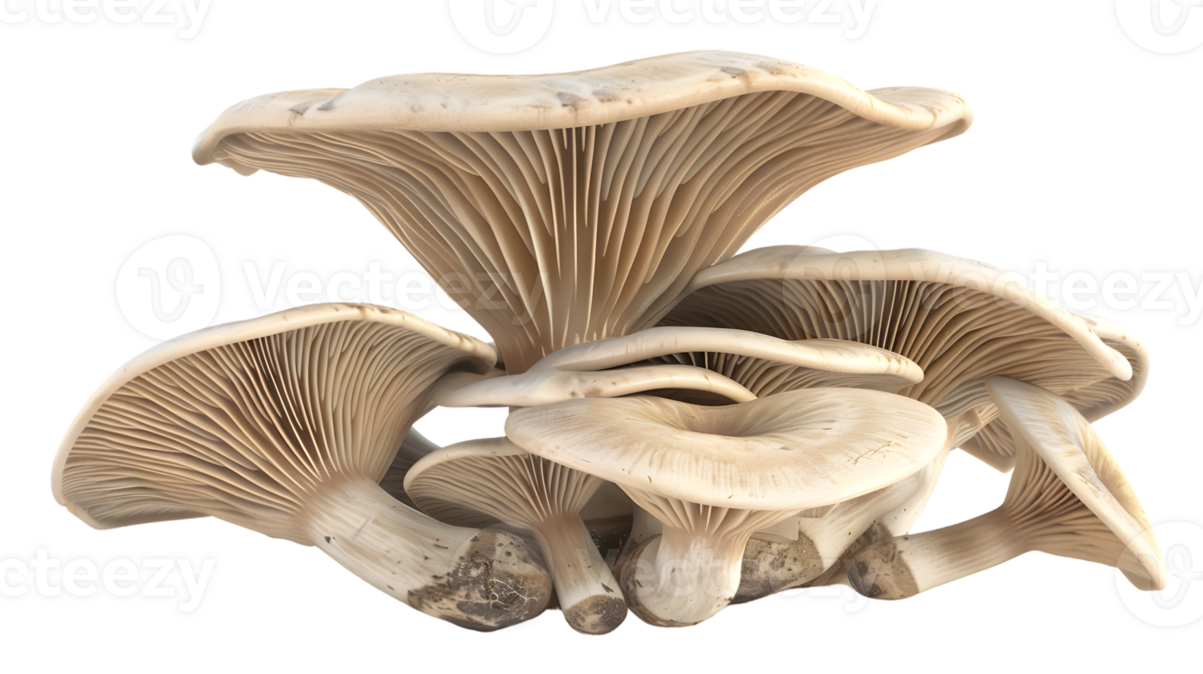 Detailed CloseUp of Edible Fungi with Intricate Gills and Stems for Culinary Botanical and N png