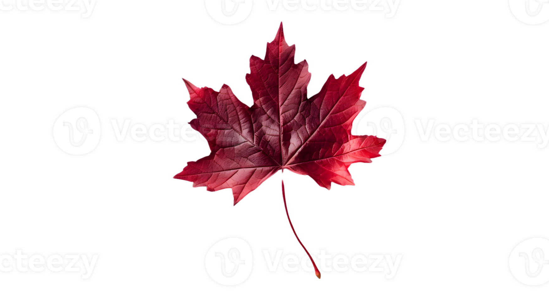 Vibrant Red Leaf Isolated on Black Background for Design and Art Projects png
