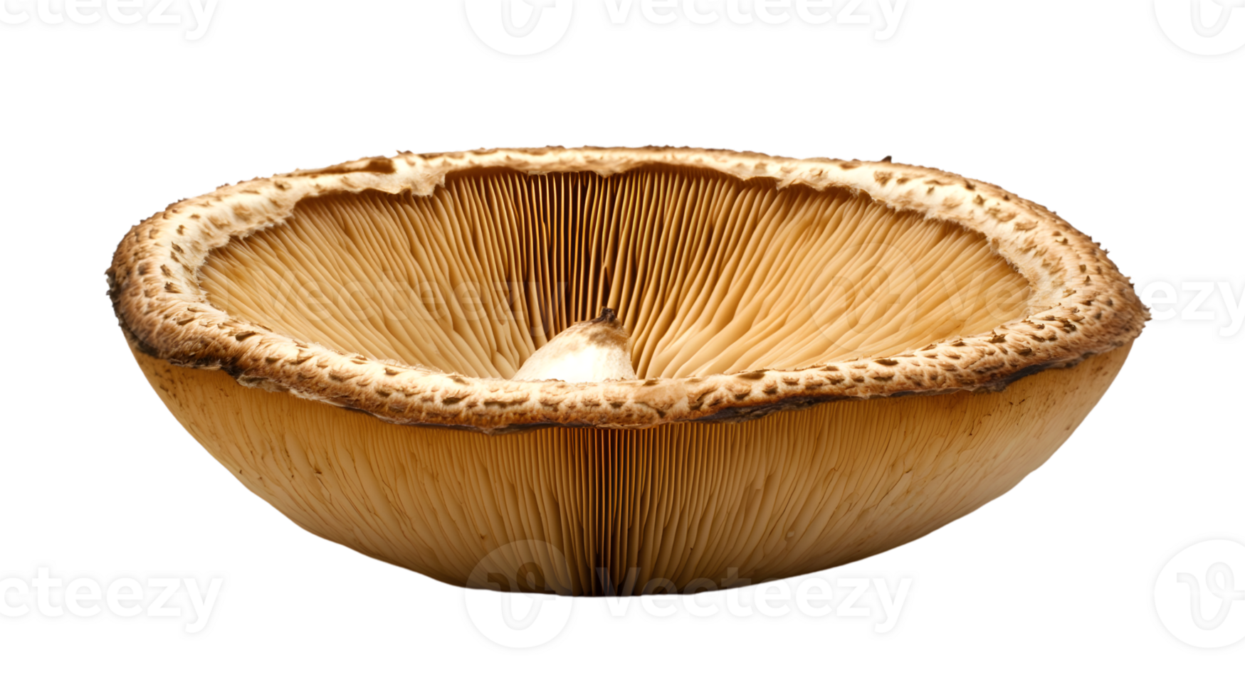 Detailed CrossSection of a Mushroom Cap Highlighting Gills and Stem Structure for Culinary an png