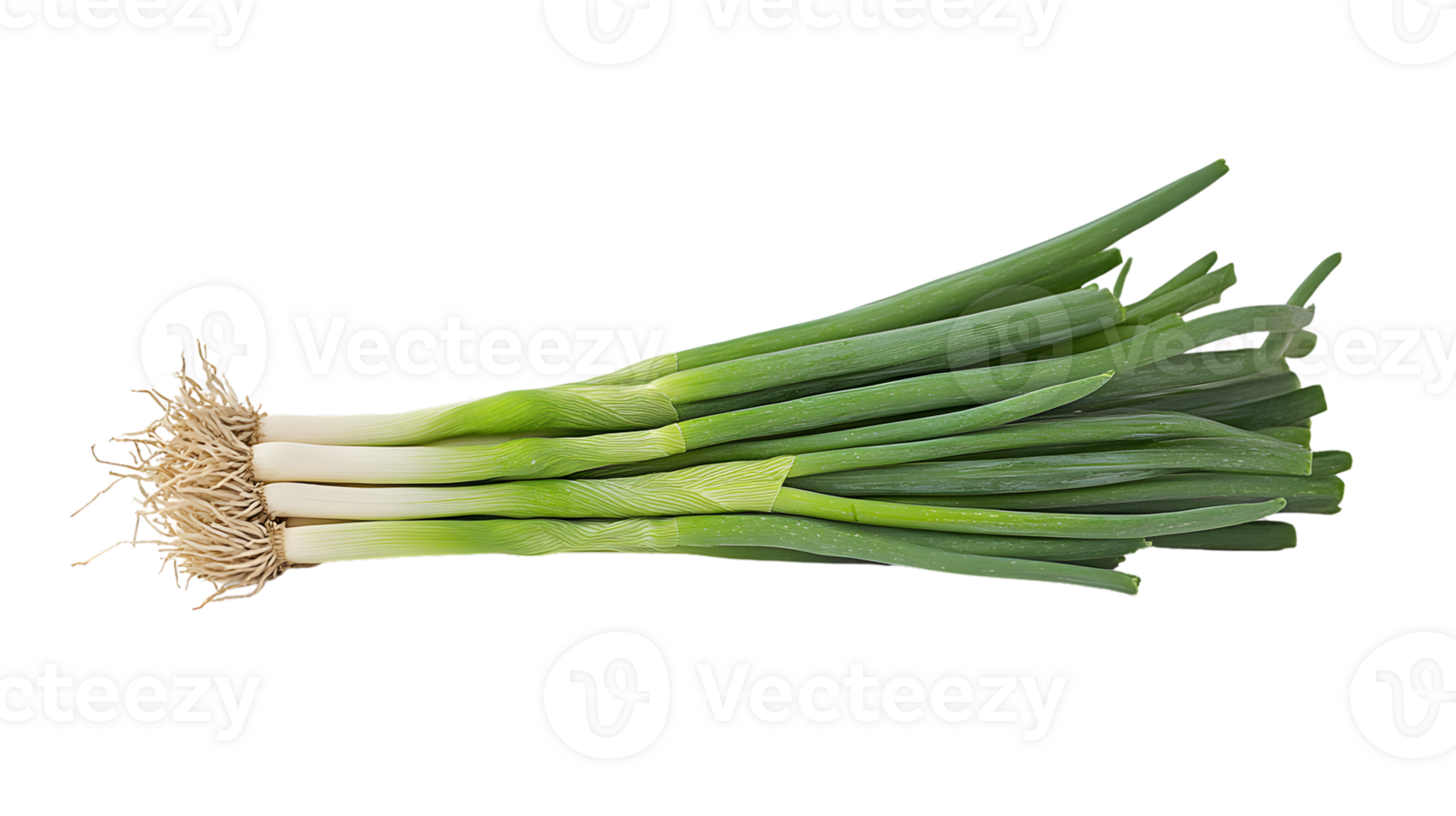 Fresh Green Alliums with White Bulbs on a Black Background for Culinary and Botanical Purposes png
