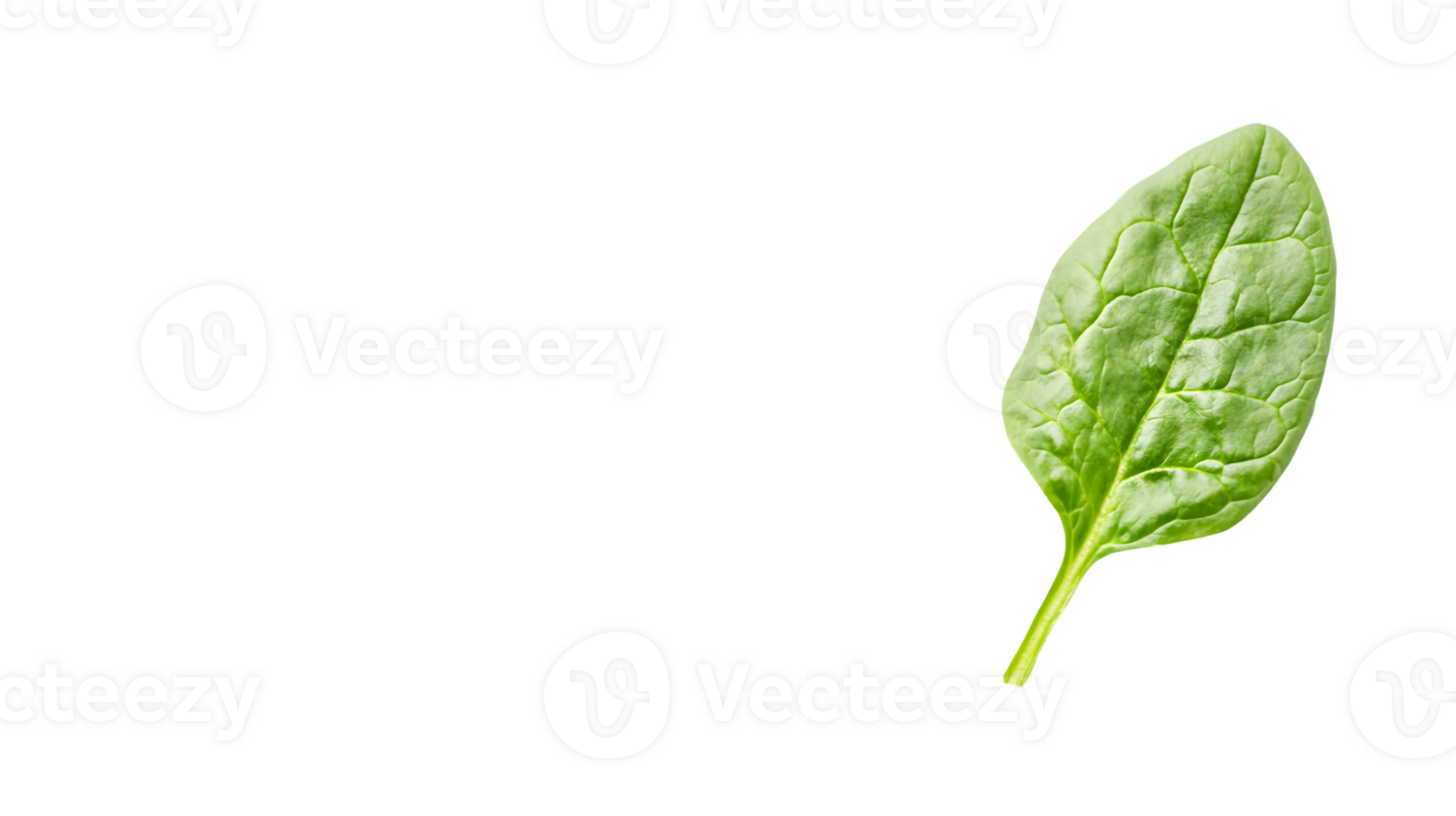 Fresh Green Leaf Isolated on Black Background for Design and Nature Themes png