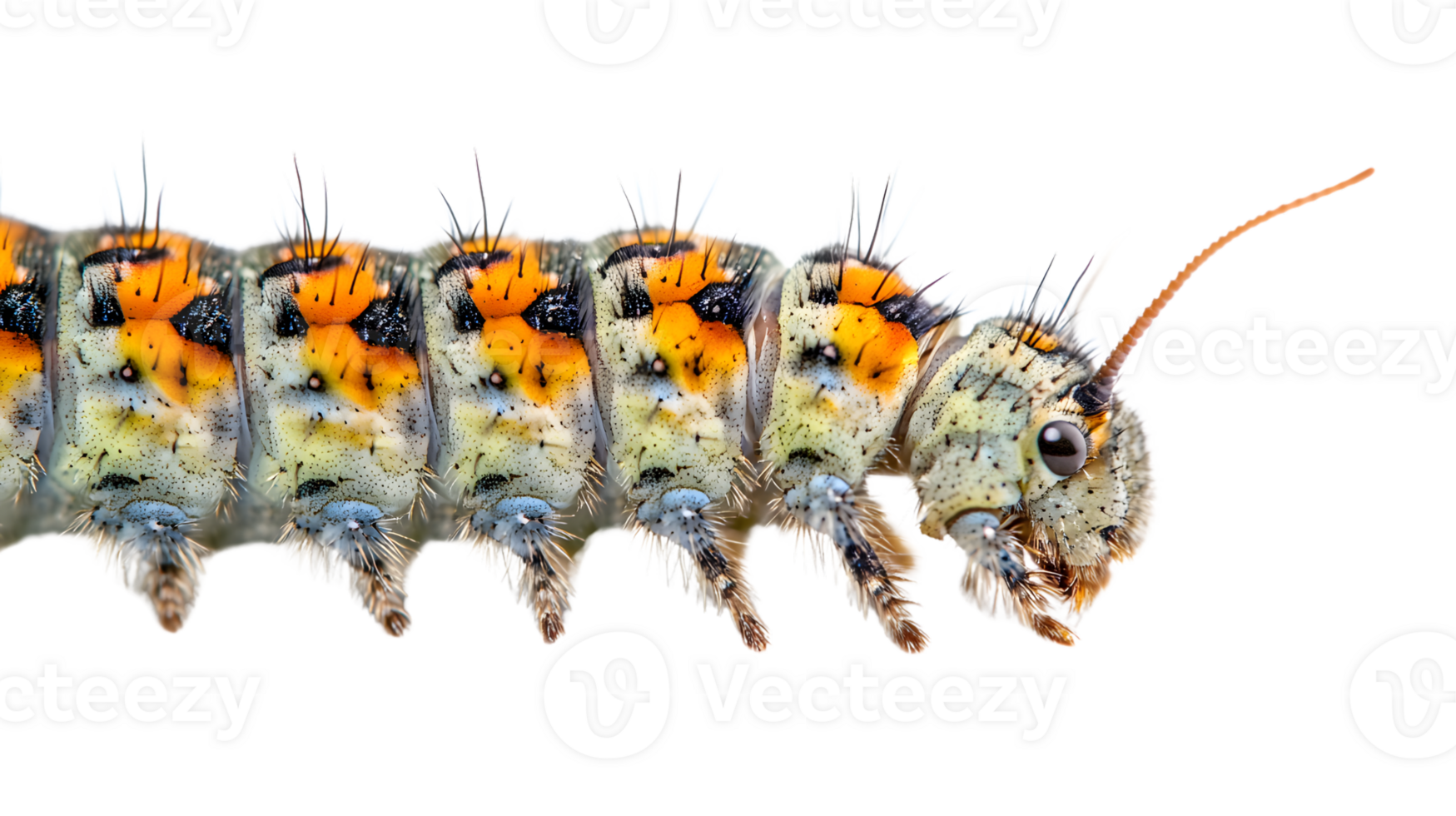 CloseUp of a Colorful Caterpillar with Intricate Patterns and Spines png