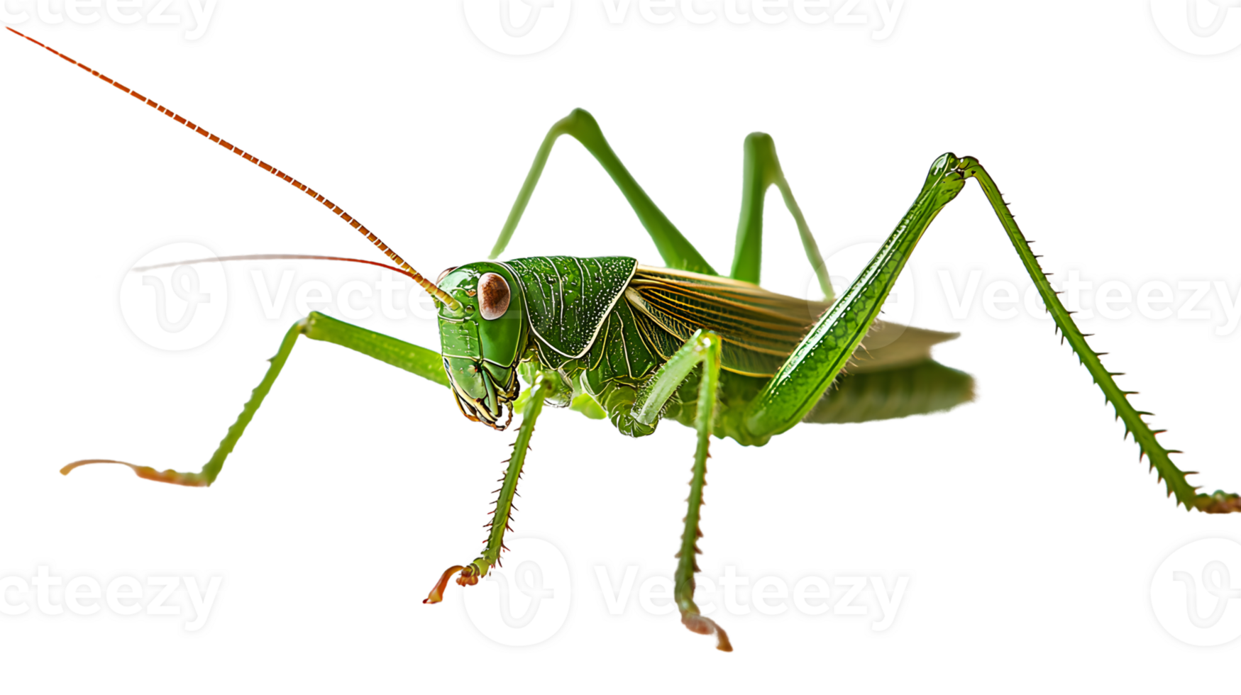 Closeup of a vibrant green grasshopper isolated on black background png