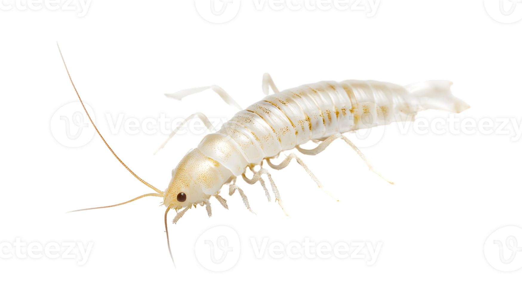 Detailed CloseUp of a Pale Arthropod with Segmented Body and Long Antennae Ideal for Scientif png
