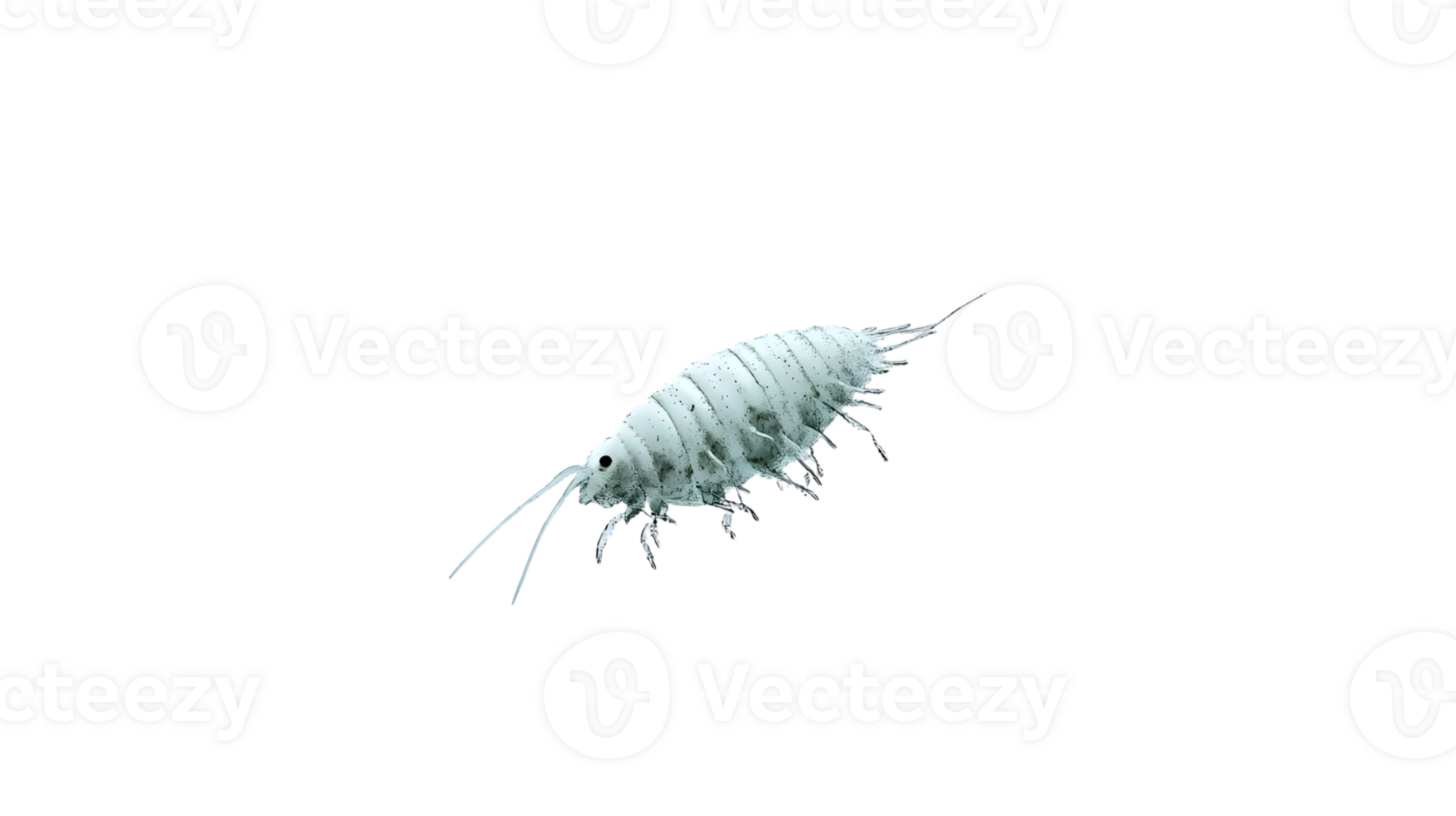 Detailed CloseUp of a Small Aquatic Invertebrate on a Black Background Ideal for Educational png