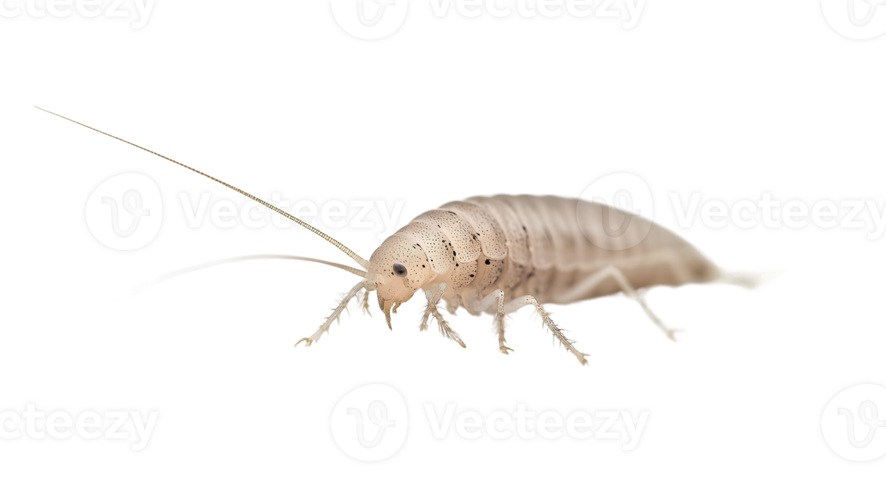 Detailed CloseUp of a Small Arthropod with Long Antennae and Segmented Body on Black Backgroun png