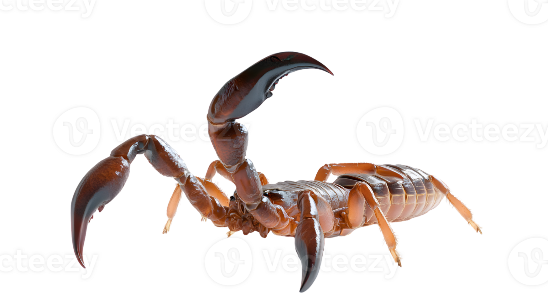 Detailed CloseUp of a Scorpion with Sharp Claws and Curved Tail Ideal for Wildlife Science png