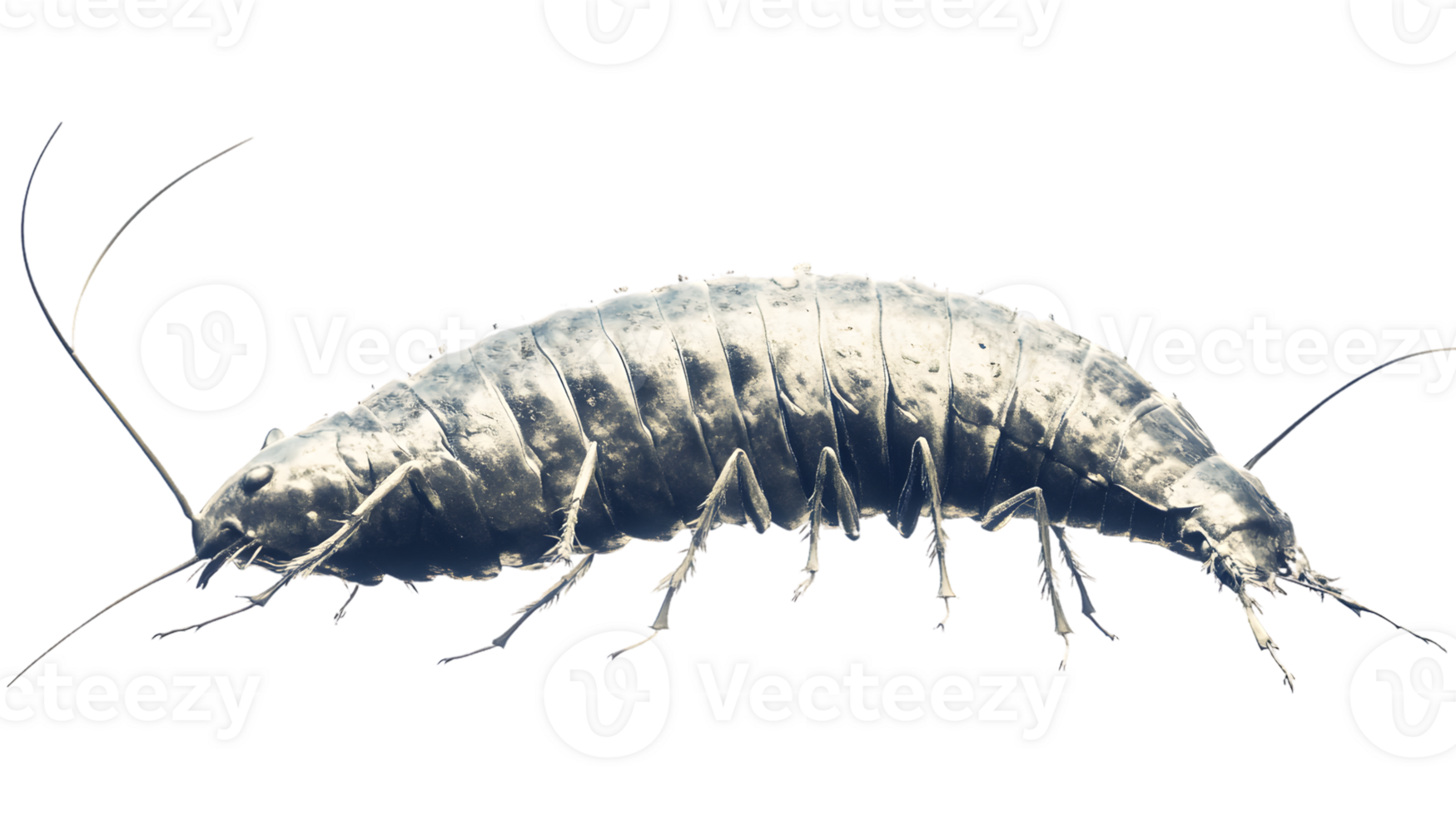 Detailed CloseUp of a Small Arthropod with Segmented Body and Multiple Legs on a Black Backgro png