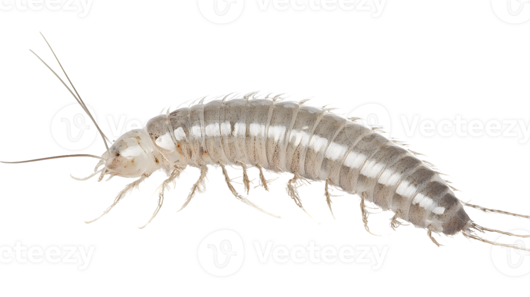 Detailed CloseUp of a Pale Segmented Arthropod with Long Antennae and Multiple Legs on a Black png
