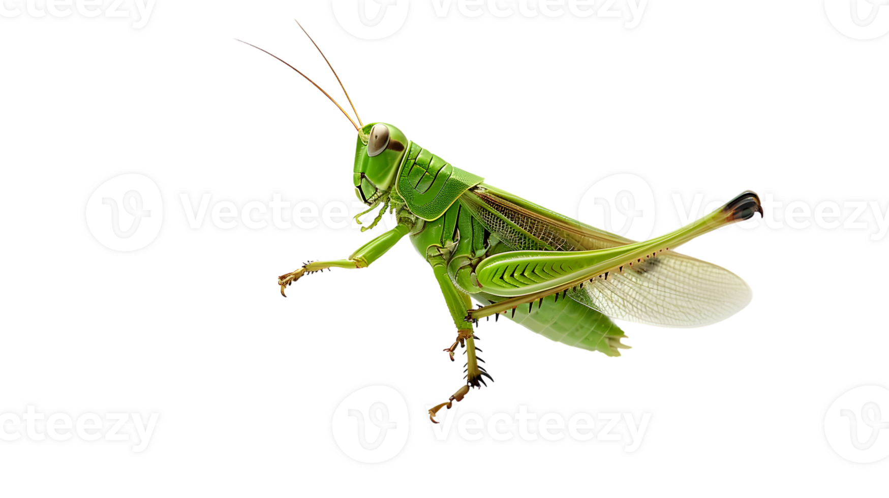 Detailed CloseUp of a Vibrant Green Insect with Extended Wings on a Black Background Ideal fo png