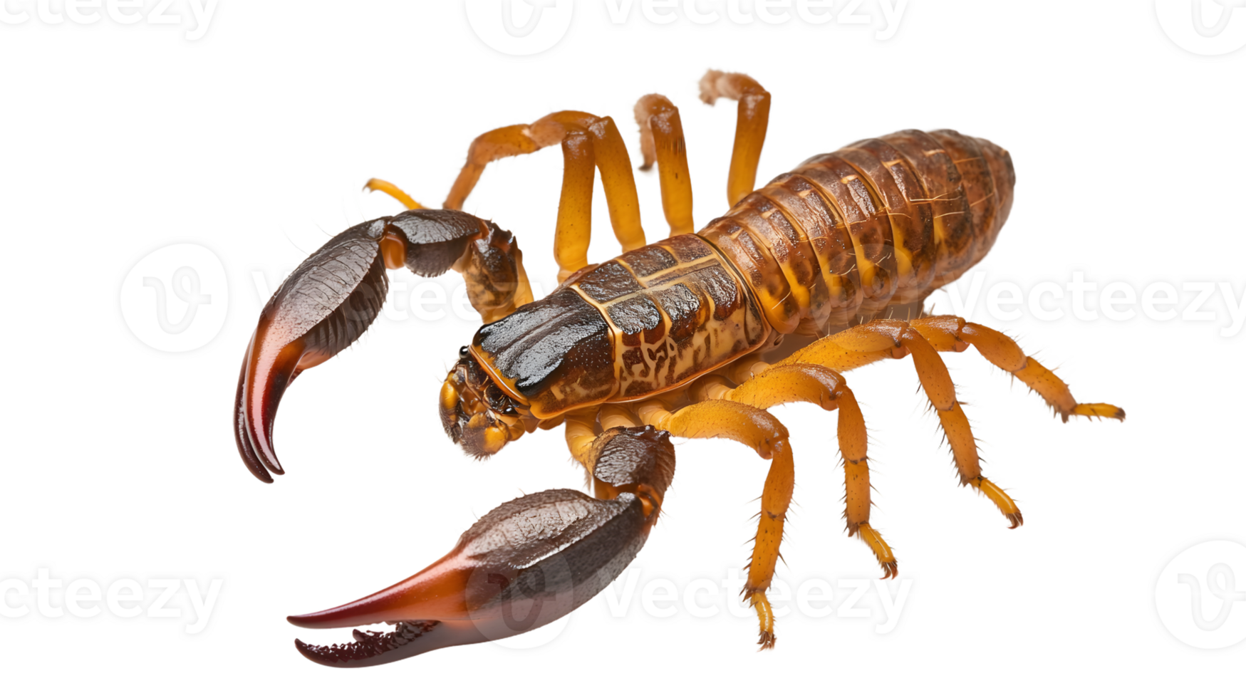 Detailed CloseUp of a Venomous Arachnid with Sharp Claws and Segmented Body on Black Backgroun png