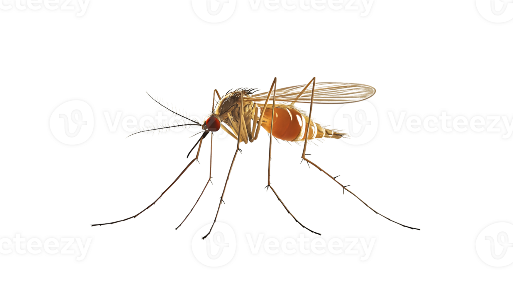 Detailed CloseUp of an Insect with Transparent Background Ideal for Scientific Studies and Ed png