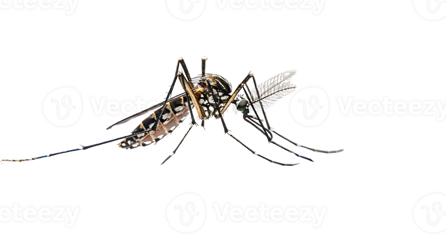 Detailed CloseUp of an Insect with Transparent Wings on a Black Background for Educational Sc png