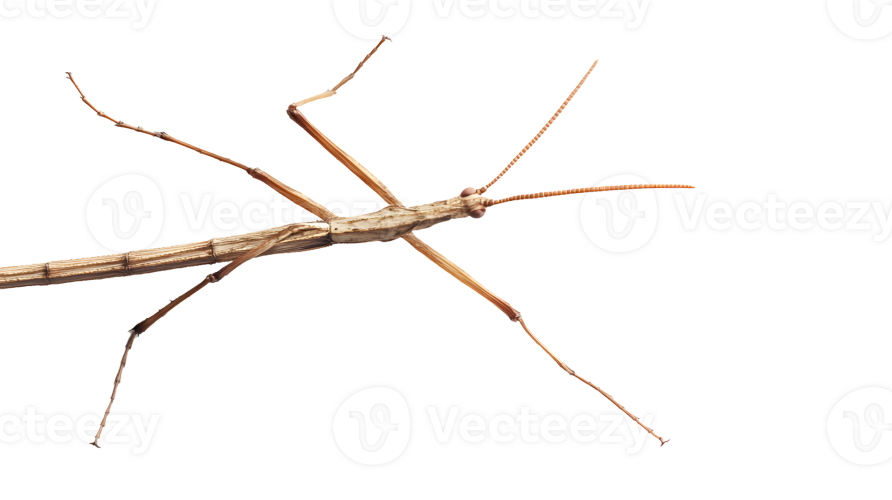 Insect camouflage detailed closeup of a stick insect with long antennae and legs perfect for png