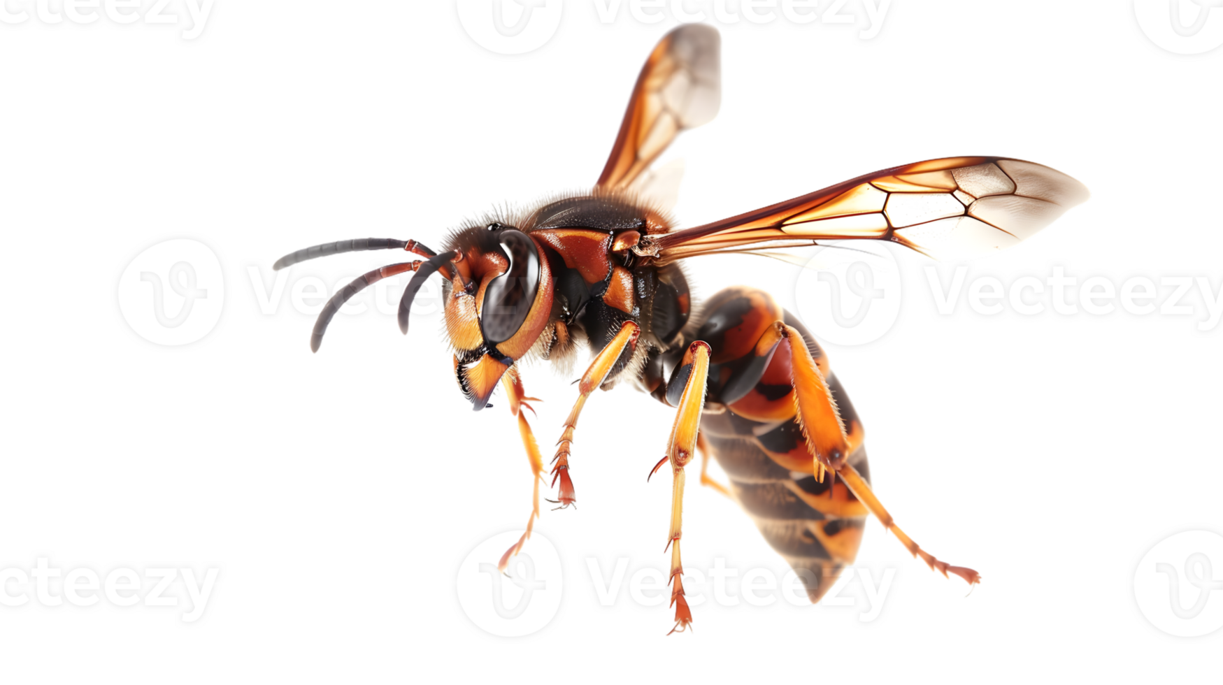 HighResolution Macro Photography of a Wasp in Flight png