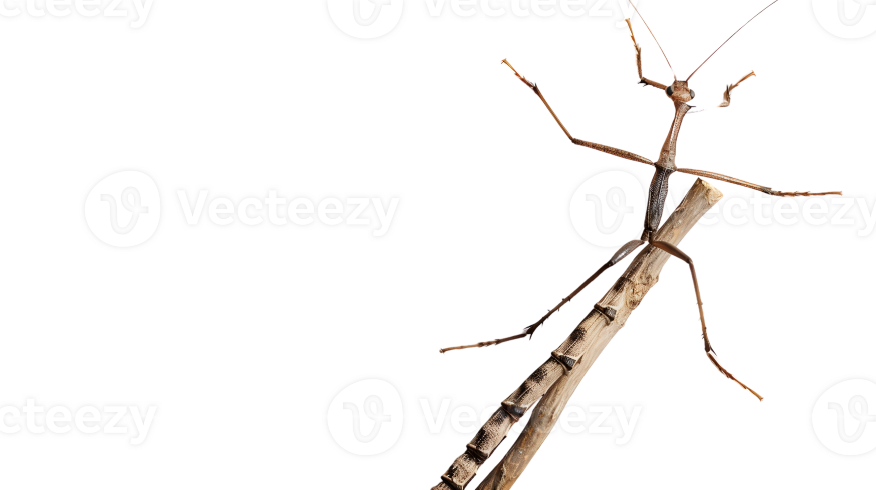 Insect on a Branch A Detailed CloseUp of Natures Camouflage in High Contrast Against Black B png