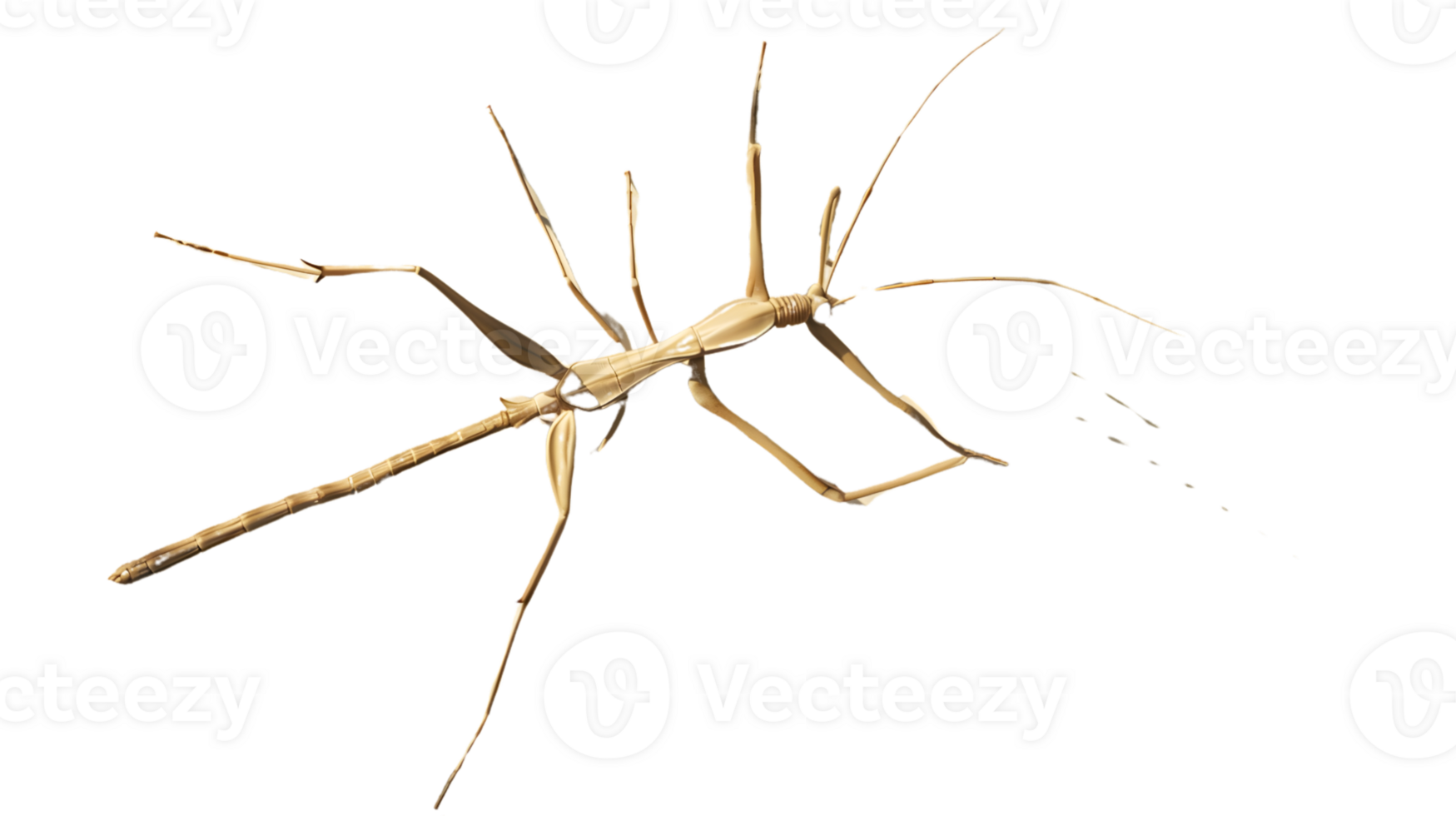 Insect Skeleton with Extended Appendages on Black Background png
