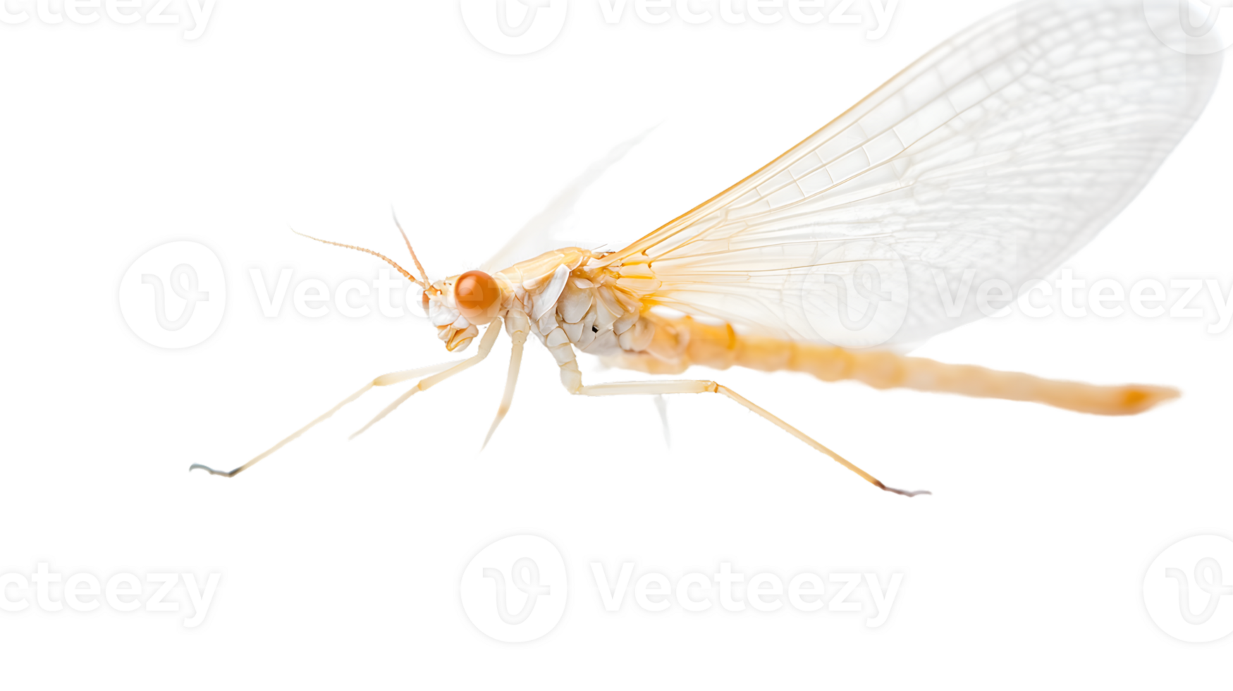 Insect with Delicate Wings and Intricate Body Structure Perfect for Nature Studies and Scienti png