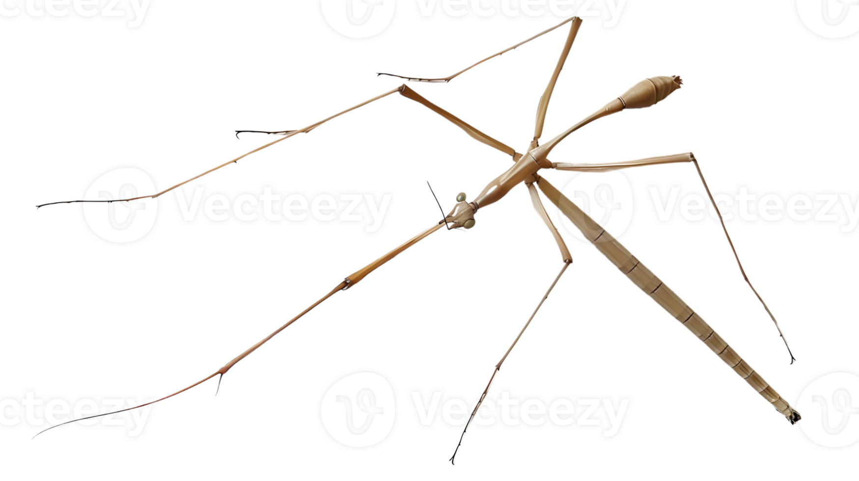 Insect with elongated legs and antennae detailed closeup for nature studies and educational c png