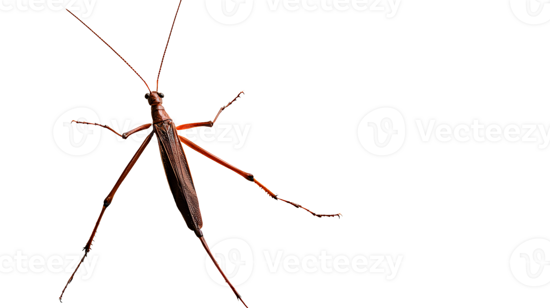 Insect with Long Antennae and Legs on a Black Background png