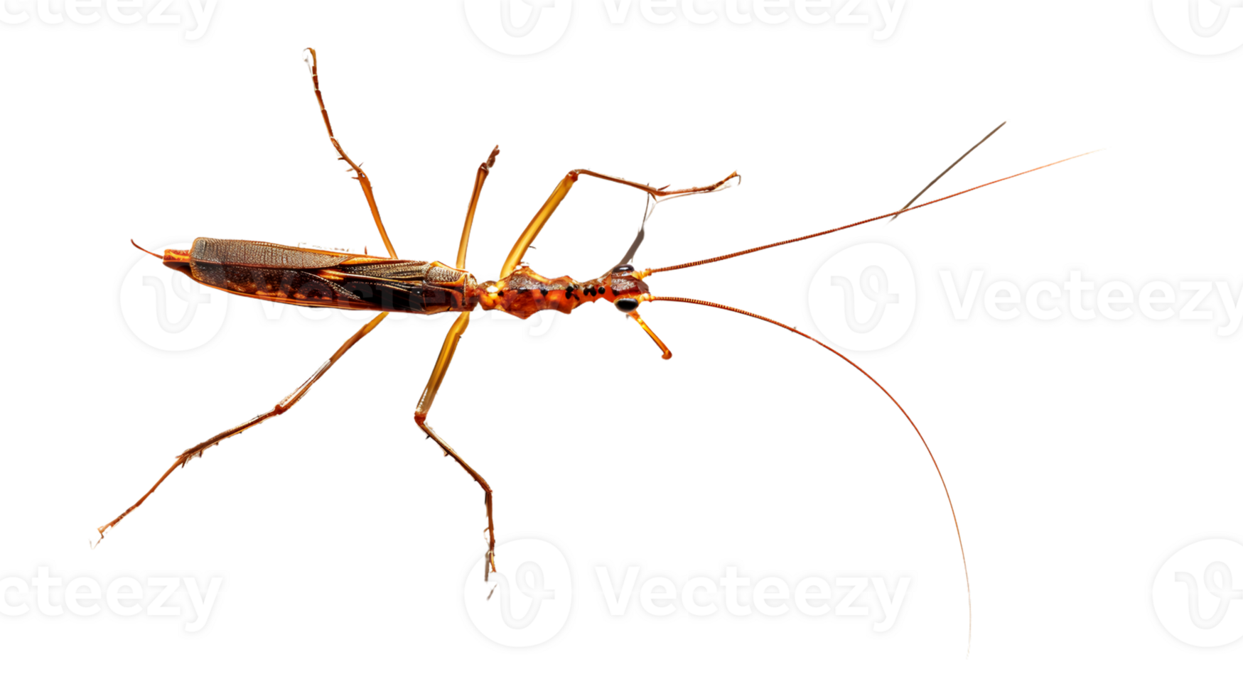 Insect with Long Antennae and Detailed Body on Black Background Perfect for Nature Studies and png