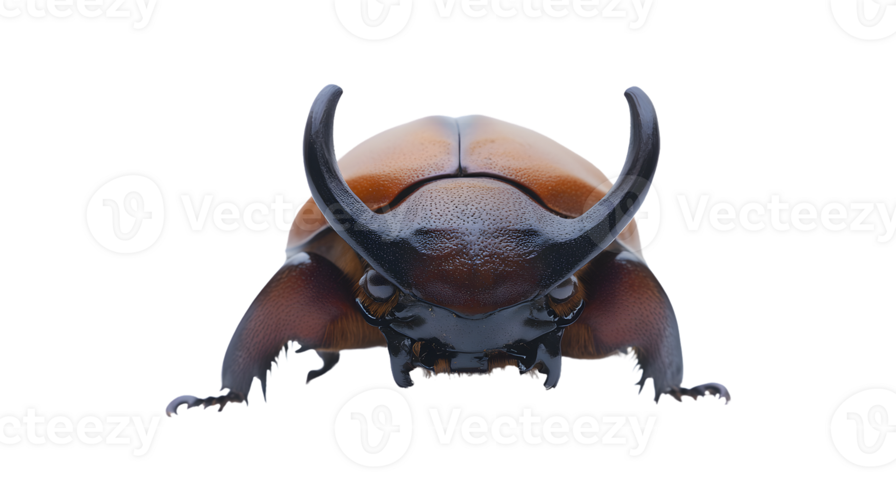 Insect with prominent horns and detailed exoskeleton ideal for nature studies and educational png