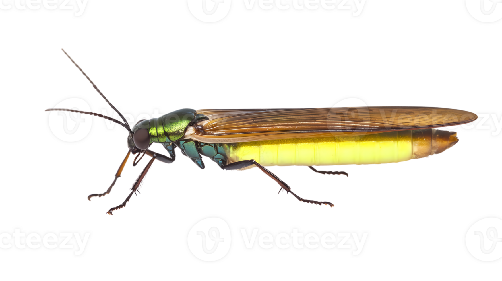 Insect with vibrant green and yellow body detailed wings and long antennae on a transparent b png