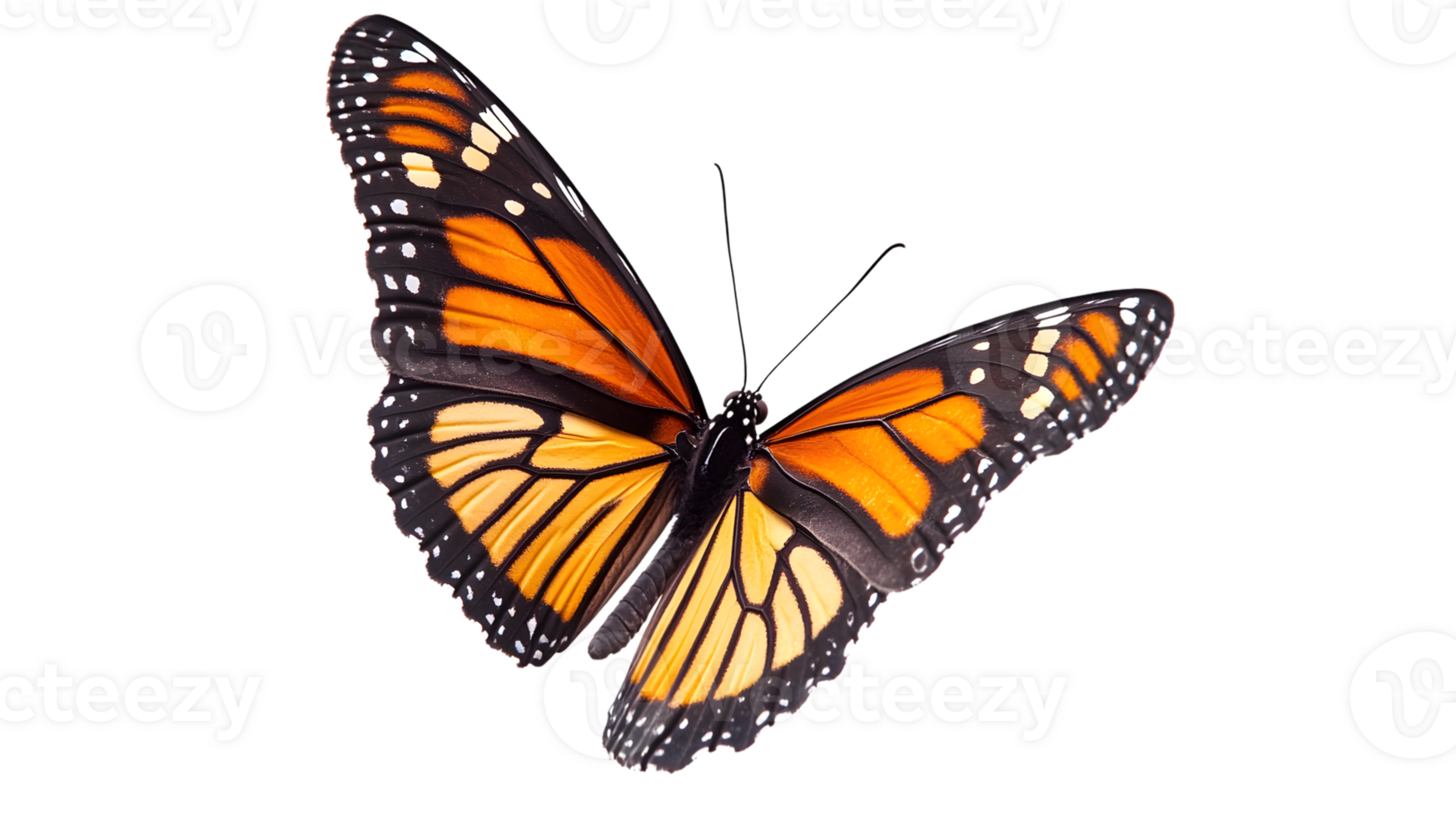 Vibrant Butterfly with Orange and Black Wings Detailed Insect Photography Nature Backgroun d png