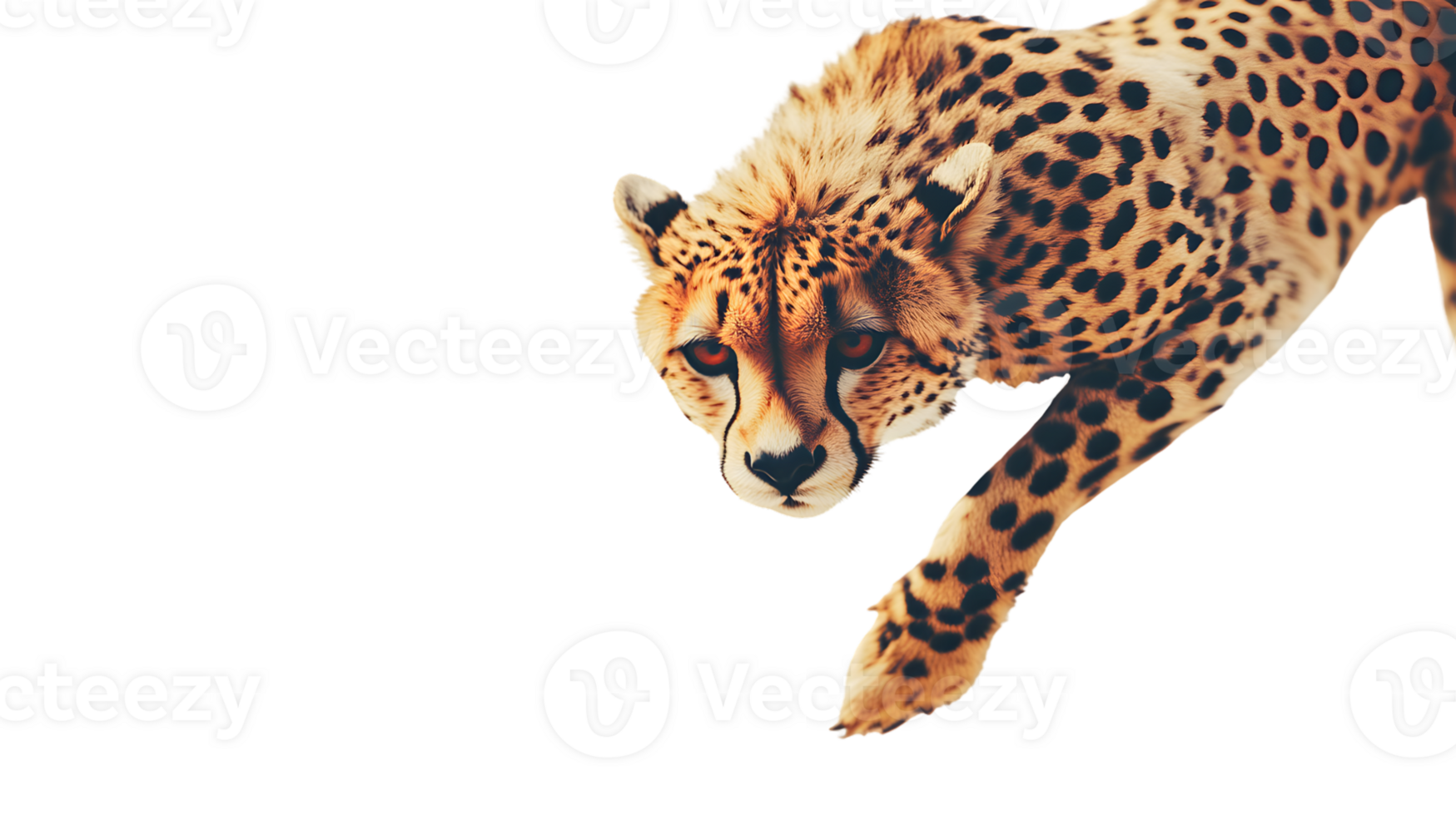 A majestic spotted feline in motion showcasing its agility and grace against a stark backgrou png