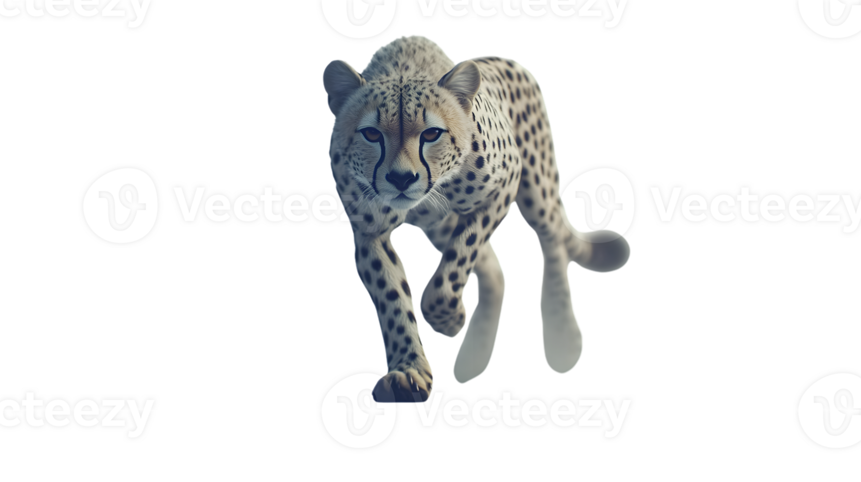 A majestic spotted feline in motion showcasing its agility and grace against a stark backgroun png